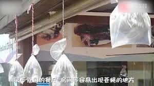 窗边挂一个装水塑料袋 解决了家家户户的烦恼 用过的才知道好 plastic bag solving