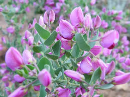 Image result for Polygala filicaulis