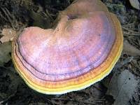 Image result for Ganoderma curtisii