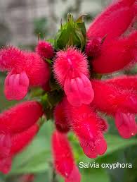 Image result for Alvesia cylindricalyx