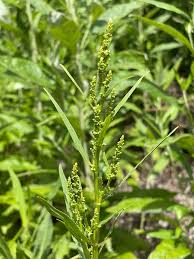 Image result for Polycarpaea eriantha