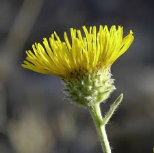 Image result for Pentanema