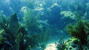 Only accessible by car or boat. Victory What You Helped Protect At Biscayne National Park National Parks Conservation Association