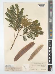 Image result for Albizia adianthifolia