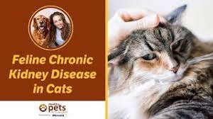 Vomiting cats are quite commonly presented to the veterinary hospital for examination. Excessive Thirst In Cats Polydipsia What Does It Mean Fluffy Kitty
