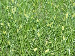 Image result for Carex mildbraediana