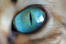 Photographer Captures The Swirling Beauty Of Her Cats Eyes Cat Eye Colors Gorgeous Cats Cats