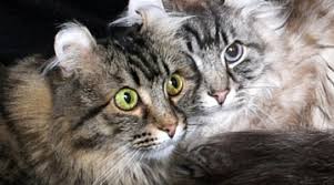 Cat adoption fee is $35 for all cats 6 months and older, kittens (under 6 months) are $65. Greenhill Humane Society