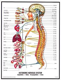 What Is Chiropractic Licensed Chiropractor In Phnom Penh