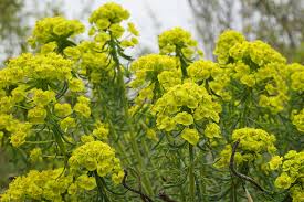 Image result for Euphorbia transvaalensis