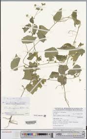 Image result for Sida javensis