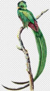 Quetzal Transparent Background Png Cliparts Free Download Hiclipart The ark item id and spawn command for skeletal quetzal, along with its gfi code, blueprint path, and example commands. quetzal transparent background png