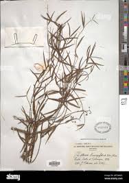 Image result for Periploca linearifolia