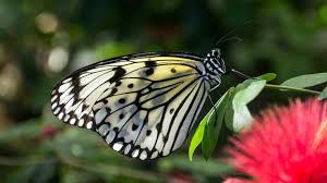 Butterfly Longevity Study | Pacific Science Center