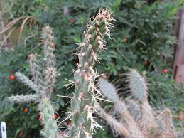 Image result for Opuntia imbricata