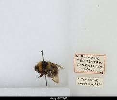 Image result for Bombus sporadicus