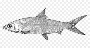 Download gambar catfish ikan lele vector coreldraw cdr hd png kali ini andmin akan bagikan gambar iklan lele atau catfish dalam bentuk vector coreldraw cdr semoga gambar ini bermanfaat untuk anda gambar ini adalah hasil redesign menggunkan coreldraw bukan hanya gambar hasil tracing. Ikan Bandeng New York City Gambar Gambar Png