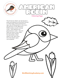 Robin bird perching on twigs coloring page. American Robin Coloring Page Bird Watching Academy