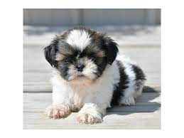 #348873 i am looking to sell my shih tzu puppy. Shih Tzu Dog Male Brown White 2806302 Petland Iowa City