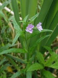 Image result for Warneckea cordiformis