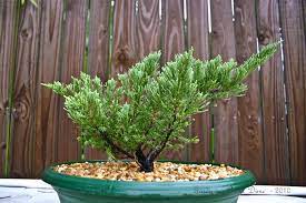 When pruning this species it is important to cut back to a secondary side shoot when reducing the growth extension. Easy Bonsai Tips For Beginners