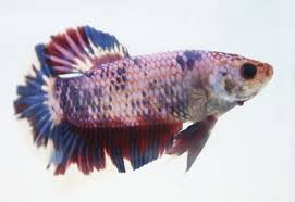 Betta By Golly Wow Animal Scene Magazine