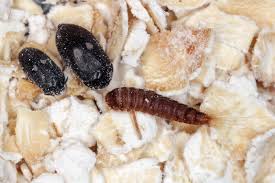 Die meisten ameisenarten haben ihre sogenannten nester außerhalb des hauses, beispielsweise unter steinen, platten, in. Kafer Im Haus Haufige Arten Und Tipps Zur Bekampfung