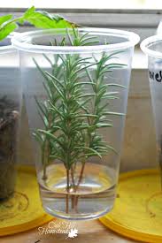 Image result for rosemary cuttings