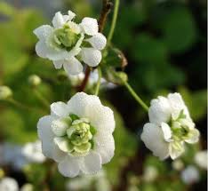 Image result for Spiraea prunifolia