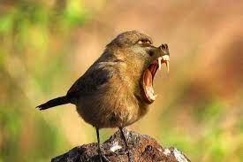 Meme lucu 64 gambar meme burung lovebird terbaru dan terlengkap. Kreatif Kumpulan Foto Editan Hewan Lucu Ini Bisa Bikin Geleng Kepala