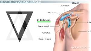 The other, lesser known shoulder muscles include four small muscles that make up the rotator cuff. What Does The Deltoid Muscle Do Definition Function Science Class 2021 Video Study Com