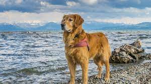 We did not find results for: Golden Retriever Grooming The Essential Guide With Pictures Of Haircut Styles The Dog People By Rover Com