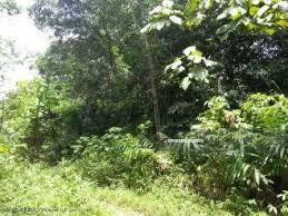 Located southwest of the peninsular, it is one of the greener sides of the state with most parts of its land being agricultural lands or simply undeveloped lands with nature attractions. Kuala Langat Selangor Rural For Sale Realtor Com