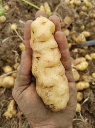 A very nice medium size vine that can produce up to 30 tubers per hill. Makah Ozette Potato Localharvest