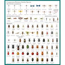 Pest Identification Chart Home Concise Insect Guide