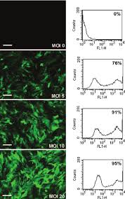 We did not find results for: Efficient Transduction Of Nrvms With Lentiviral Vectors Nrvms Were Download Scientific Diagram