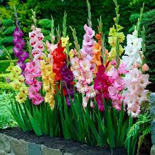 Image result for Gladiolus rubellus