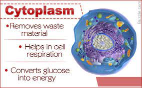Cytoplasm Exploring The Functions Of The Building Blocks Of Life Cell Model Project Biochemistry Notes Cell Respiration