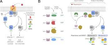 Like plant and fungi cells, an animal cell is eukaryotic, but animal cells lack the cell wall structure found in plant and fungi cell types. Complementary Biosensors Reveal Different G Protein Signaling Modes Triggered By Gpcrs And Non Receptor Activators Elife