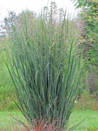 Image result for Panicum novemnerve