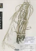 Image result for Digitaria acuminatissima