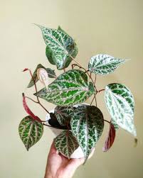 Manfaatnya adalah sebagai berikut ini Pin Auf Houseplant