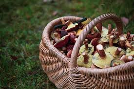 Die ersten steinpilze des pilzjahres 2020 lassen hoffentlich nicht mehr lange auf sich warten.🍄 sommersteinpilz: Pilze Sammeln In Berlin Prinz
