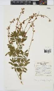 Image result for Tephrosia polystachya