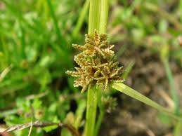 Image result for Cyperus difformis