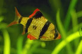 15 Best Tiger Barb Tank Mates Full List Of Tiger Barb