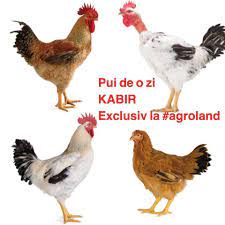Mai puțini pui mici în vânzare. Agroland Pret Promo 2 5 Lei Pui De O Zi Cea Mai Facebook