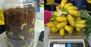 Pokok pisang boleh memakan masa hingga satu tahun untuk menghasilkan buah, jadi penting untuk tambahkan baja tepat selepas menanam di bulatan di sekitar pokok pisang, mengulangi. Ini Cara Paling Mudah Hasilkan Baja Organik Penggalak Buah Dan Bunga Guna Pisang Impiana