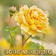 Good morning flowers with quotes. Sign In Good Morning Flowers Good Morning Images Flowers Good Morning Beautiful Flowers