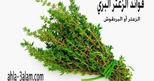 فوائد الزعتر الصحة للمناعة والجسم نبات البردقوش البري Herbs Health Healthy